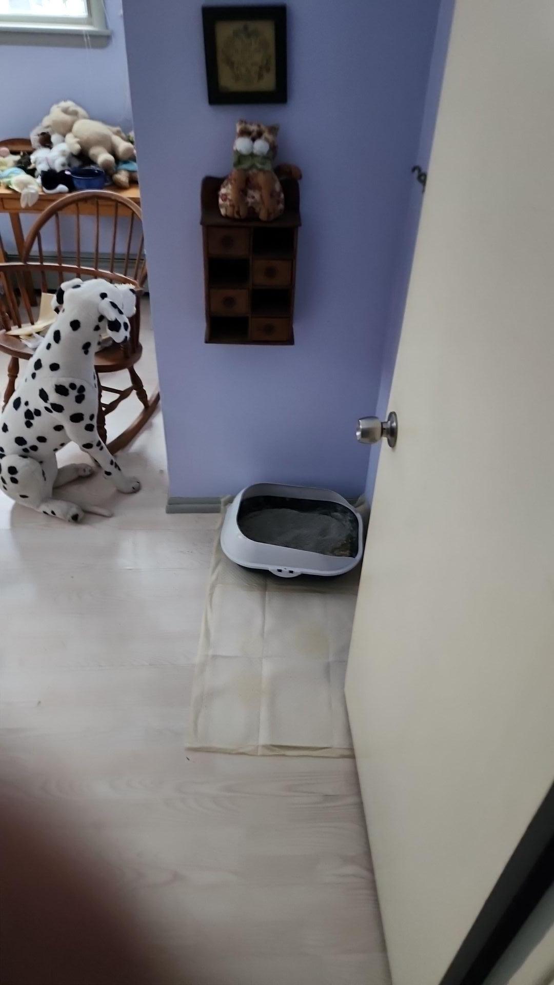 Mold Remediation